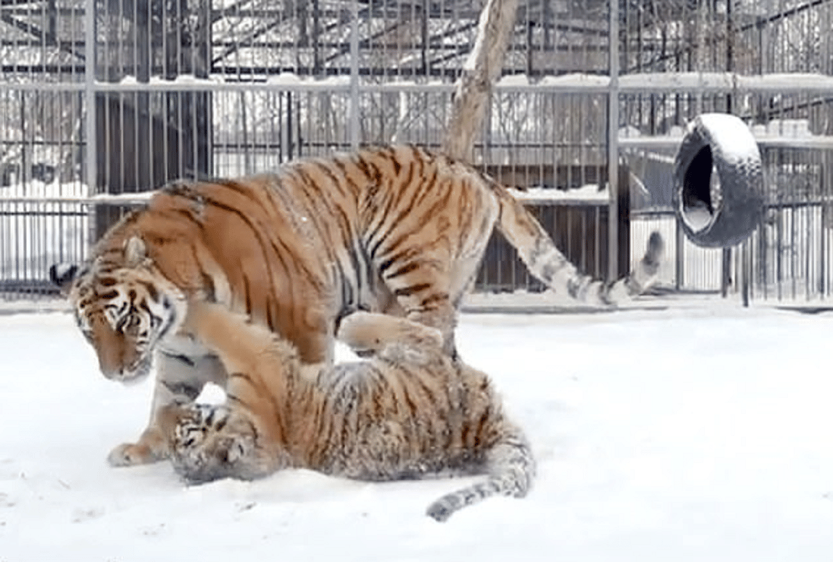 tiger cubs bizarre falsetto singing voice video goes viral