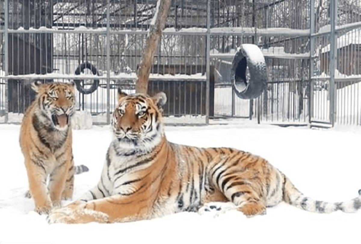 tiger cubs bizarre falsetto singing voice video goes viral