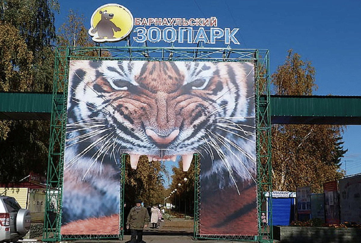 tiger cubs bizarre falsetto singing voice video goes viral