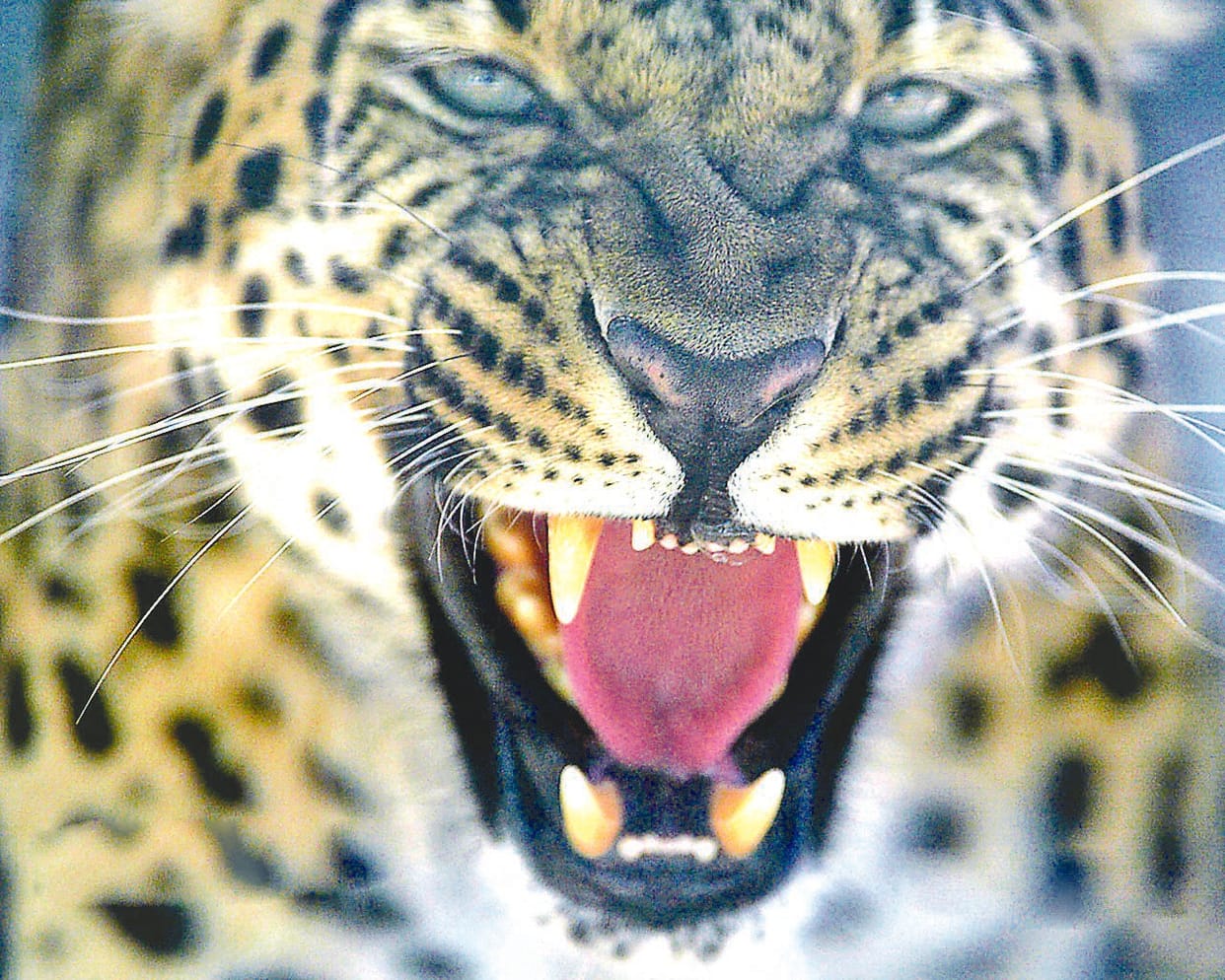 Ateck by Leopard in Pithauragarh