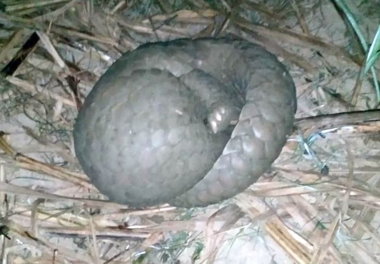 Rare creatures seen in Pisawan, curiosity among people