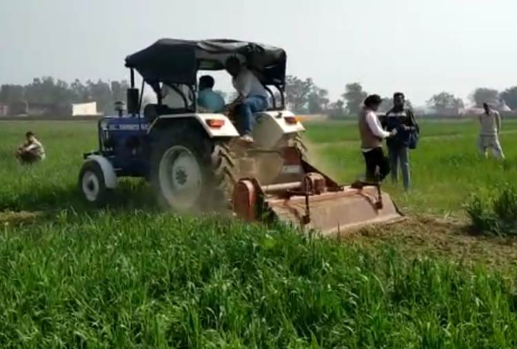 Haryana Farmer destroys wheat crop after Rakesh tikait Call
