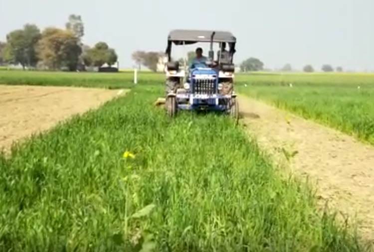 Haryana Farmer destroys wheat crop after Rakesh tikait Call