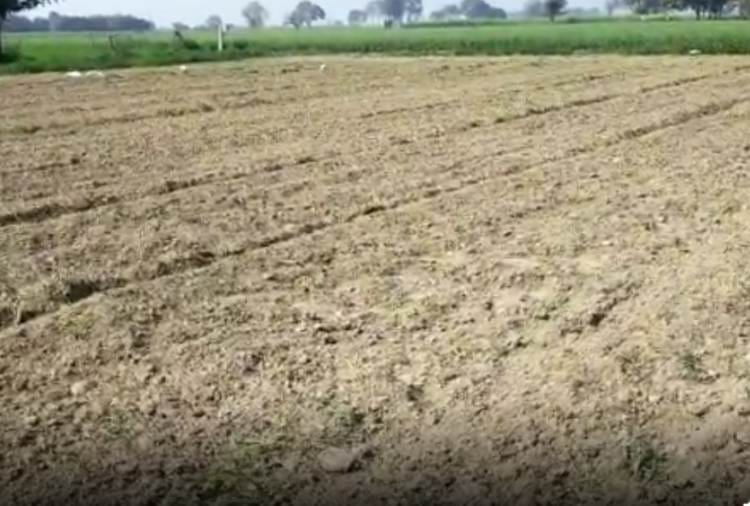 Haryana Farmer destroys wheat crop after Rakesh tikait Call