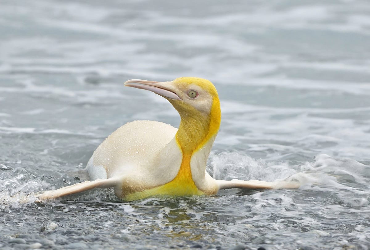 wildlife photographer took amazing picture of yellow penguin
