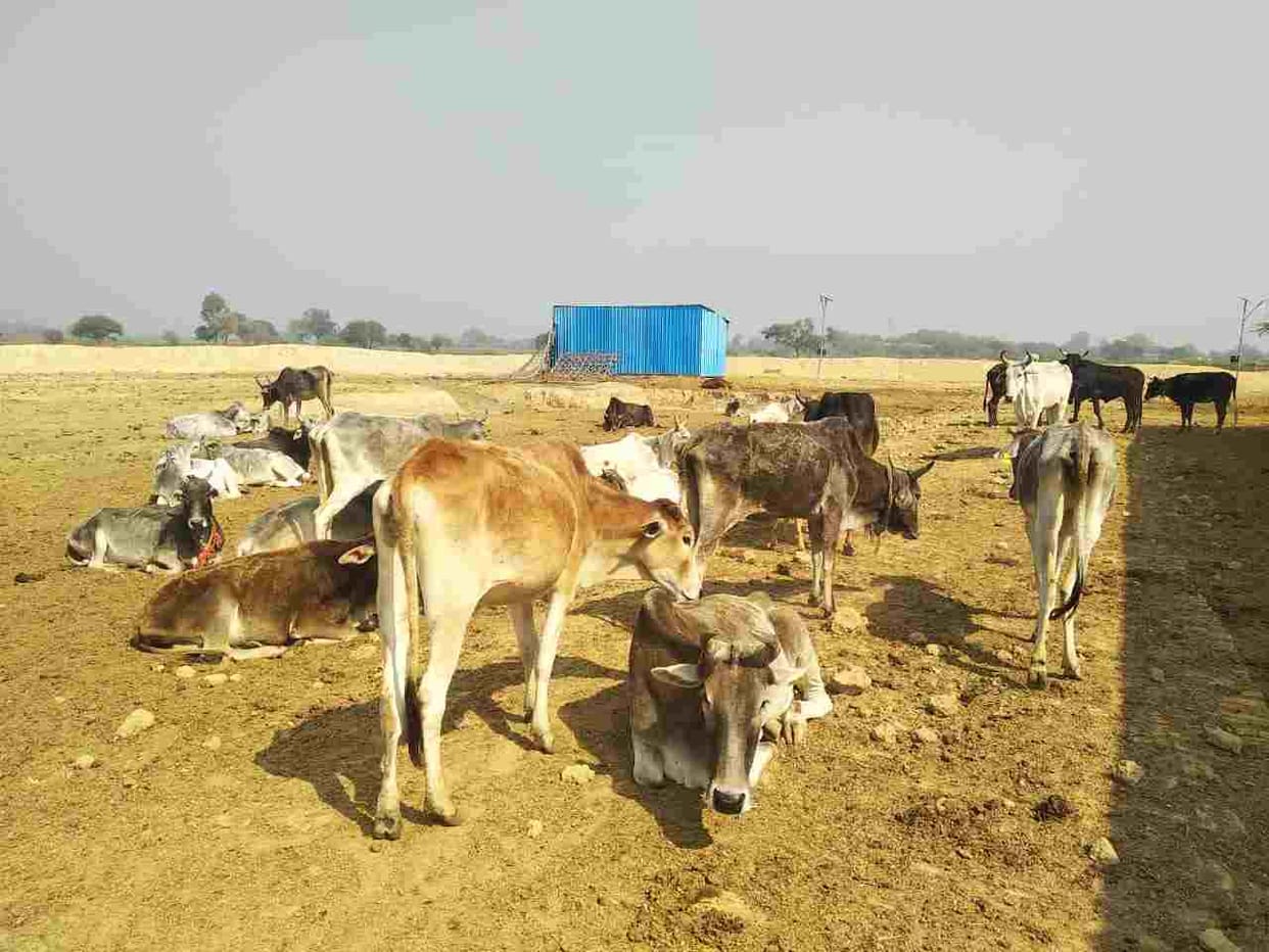 3 cows died in cow shelter