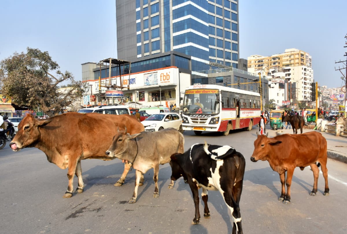 UP: The campaign will run for ten days from today to remove the difficulties related to the conservation of animals.