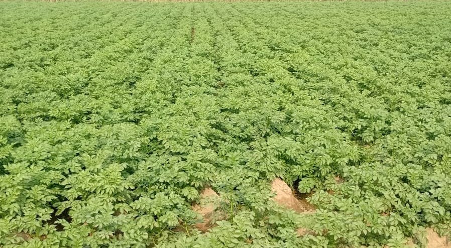 Potato is losing profits in the hope of profit