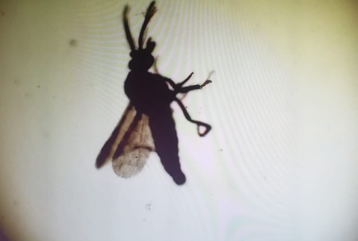 Papatasi Fly Effects Nervous System Reached Kala Azar To Kashmir From Bihar