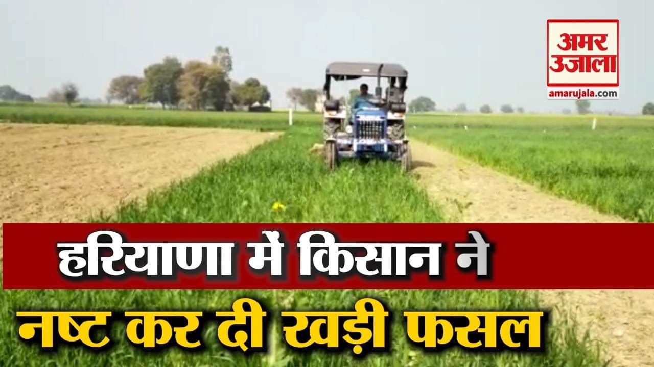 किसान ने फसल की नष्ट।