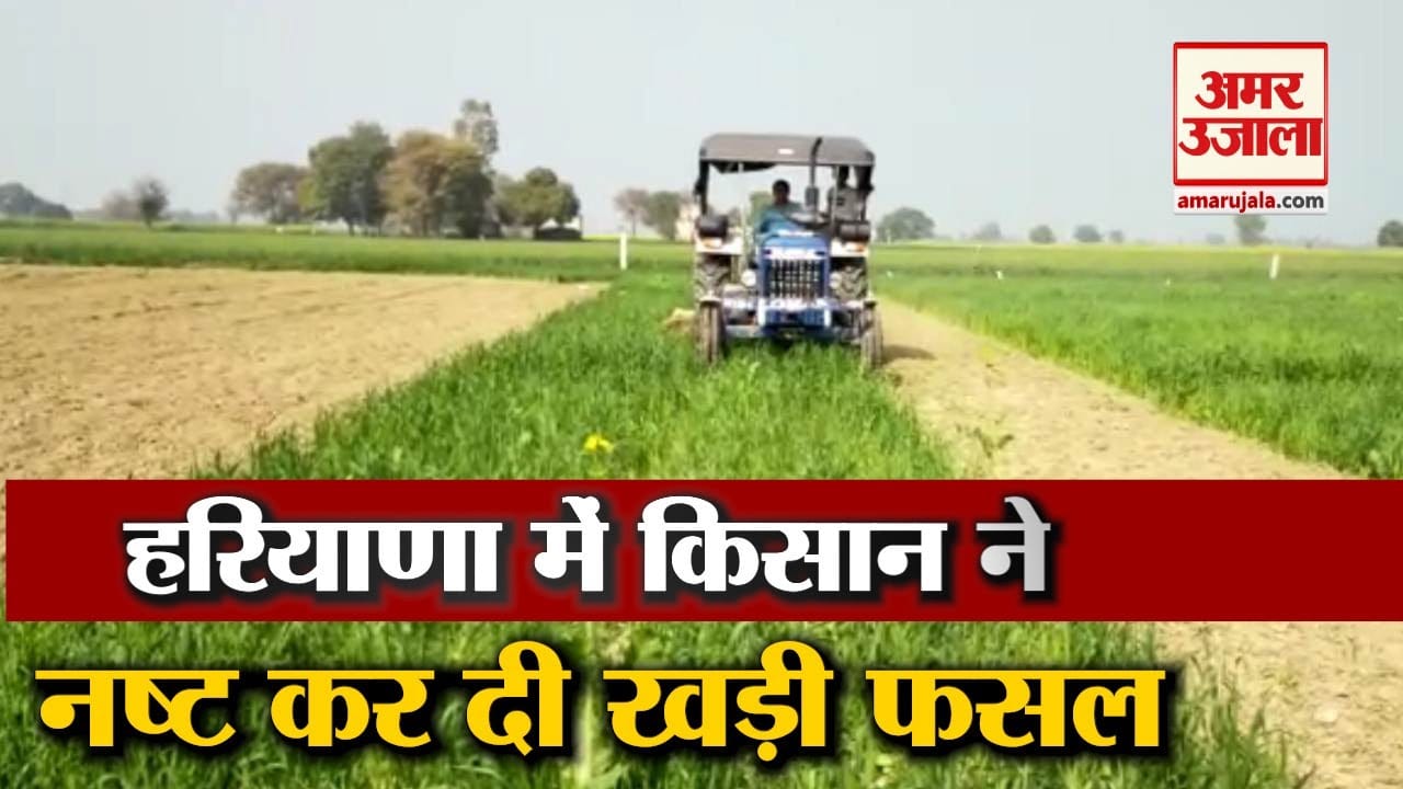 किसान ने फसल की नष्ट।