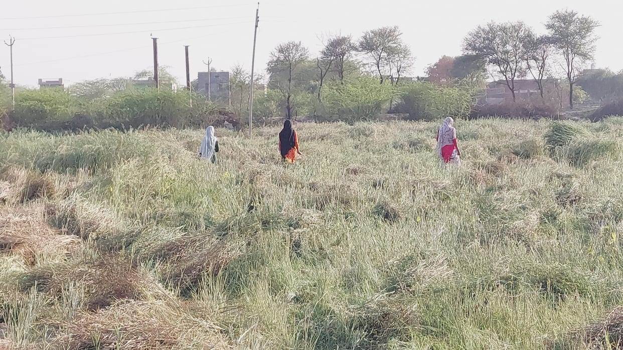 farmer faces blossomed after seeing mustard