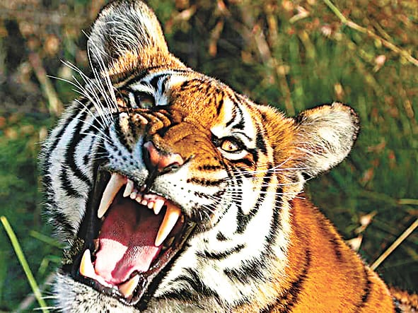 Tiger safari may be make in kukrail  after getting permission of chief minister
