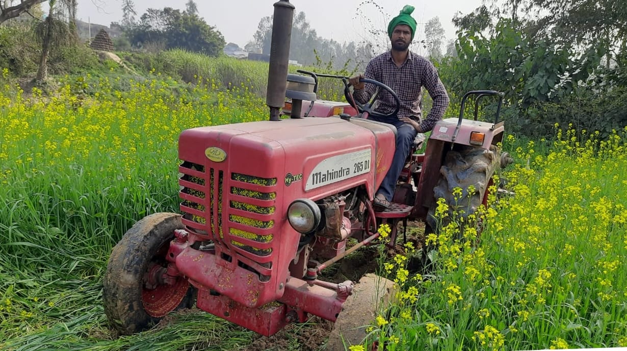 Harrow on four bigha wheat