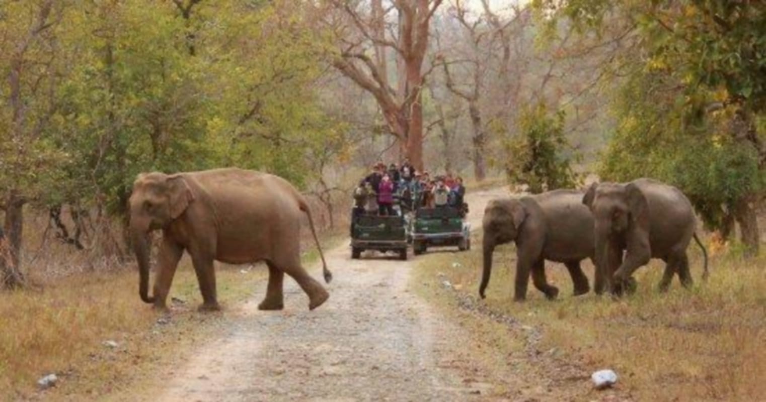 Corona Panic in uttarakhand: Tourists number less in Uttarakhand, Rajaji Park is being desolate