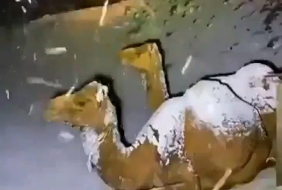 Heavy snowfall in the desert of saudi arabia, Break 50 years record