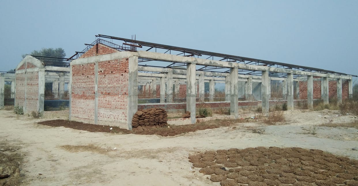 cow shed construction