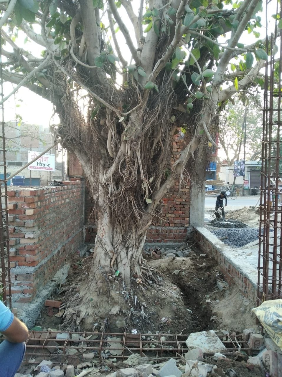 Hathras: Do not cut trees in TTZ