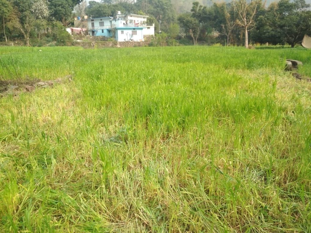 Elephants threatened in Aita village, people escaped