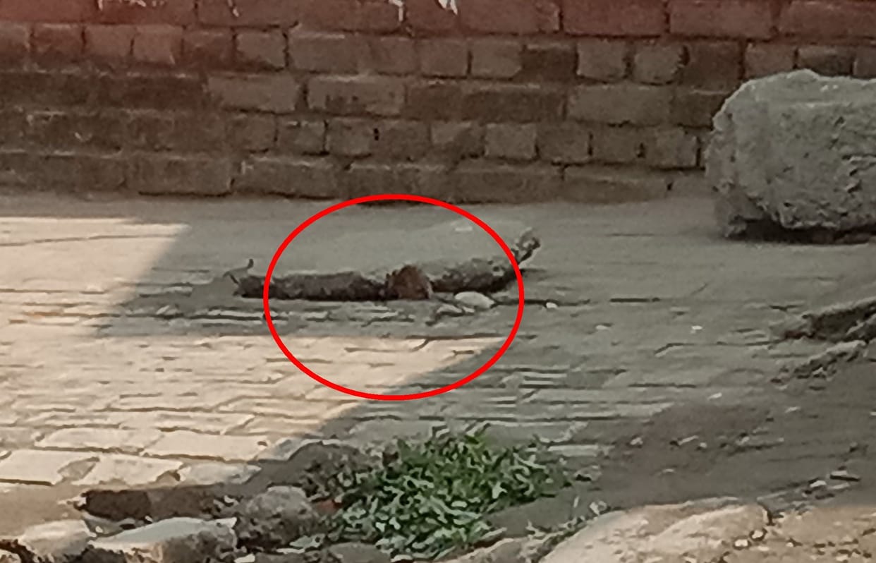 Farmer's body removed two outsourced workers in case of munching of mice, wrote headquarters letter to action on two doctors