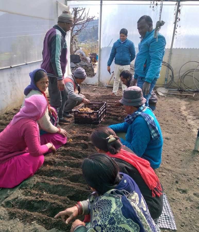farmers started cultivating Lillium in bageshwar