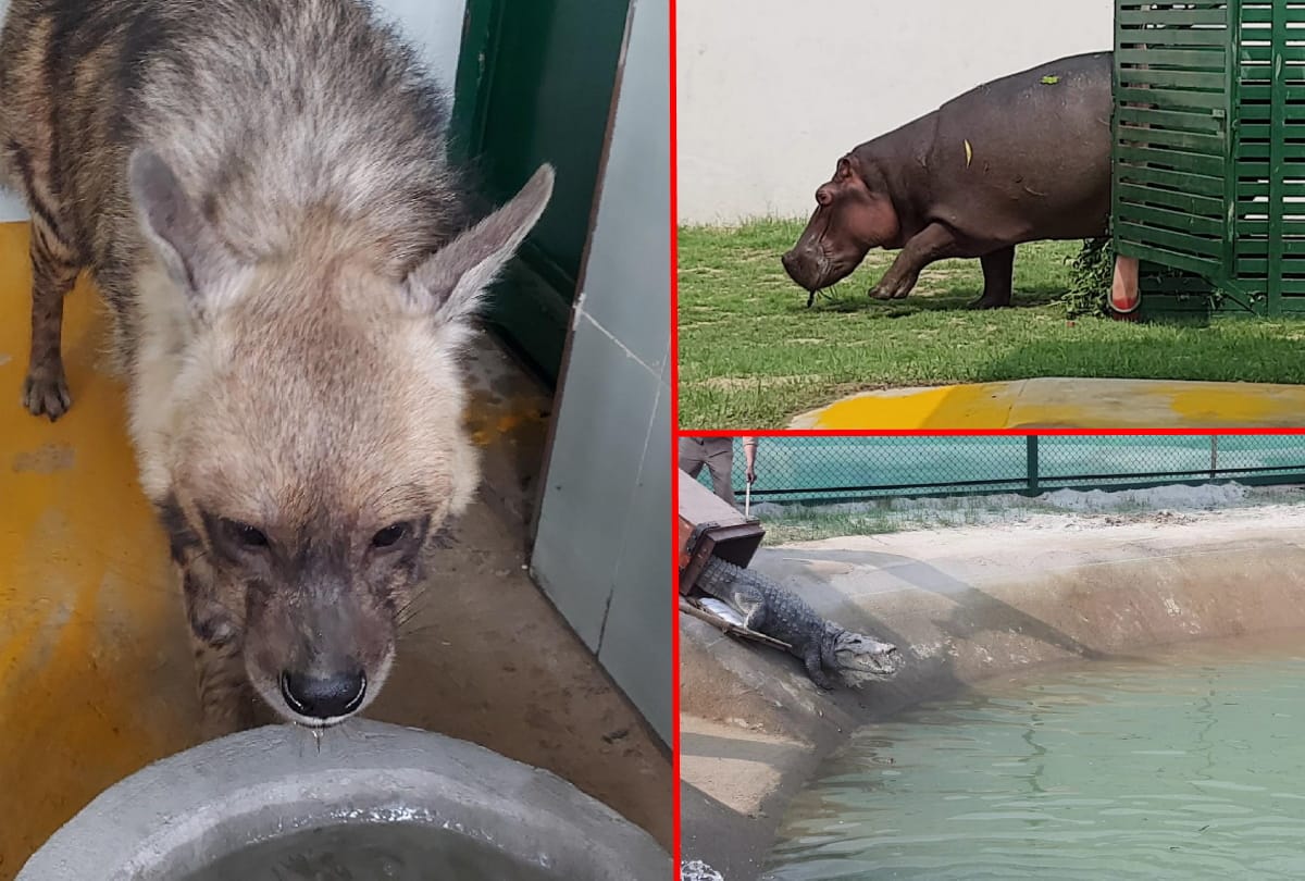 Children up to six years old will be admitted free in Gorakhpur Zoo
