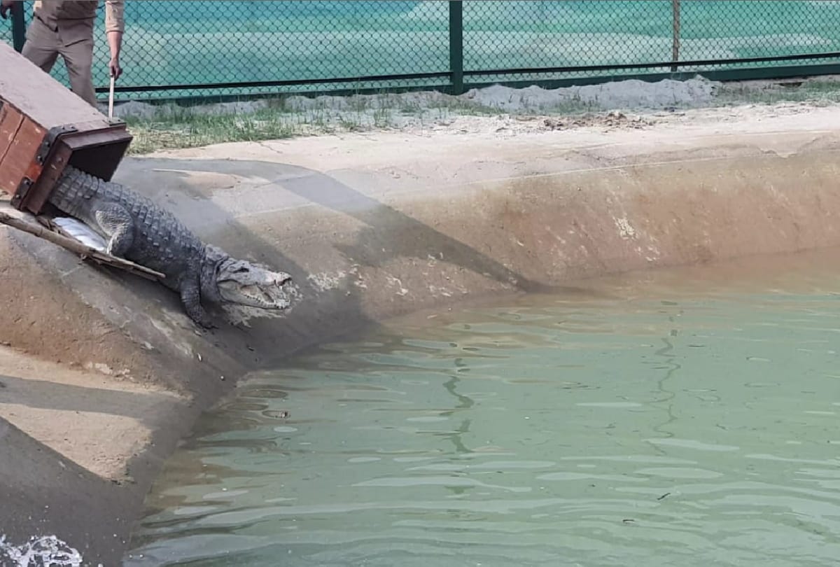 gorakhpur zoo welcome Many animals came from kanpur zoo