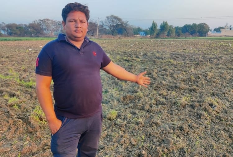 Farmers destroyed their crop to oppose farm laws in Haryana