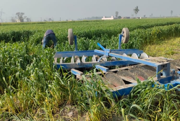Farmers destroyed their crop to oppose farm laws in Haryana