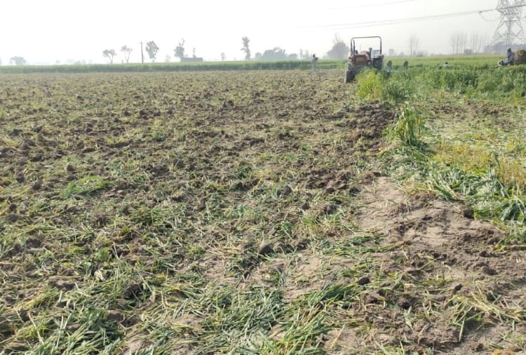 Farmers destroyed their crop to oppose farm laws in Haryana