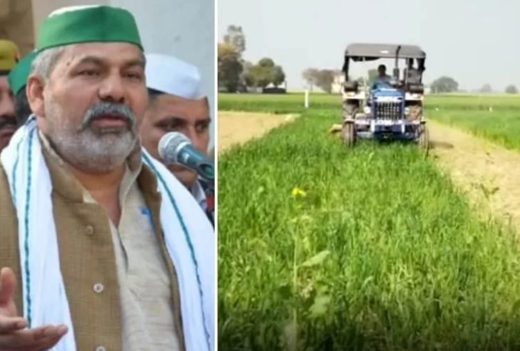 Farmers destroyed their crop to oppose farm laws in Haryana