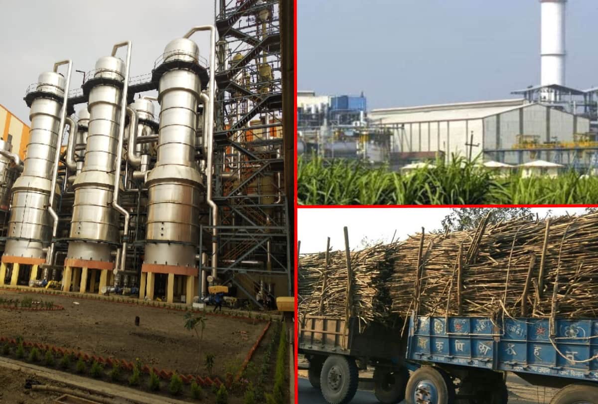 Experts will do research to increase sugar production