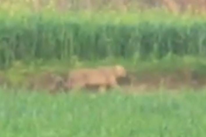 Wild cat calling the animal seen in the video as a forest worker