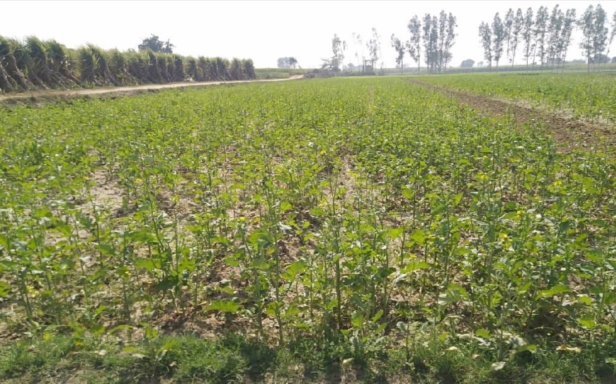 protection of crops, 25 percent additional subsidy will be available on anti hellnet