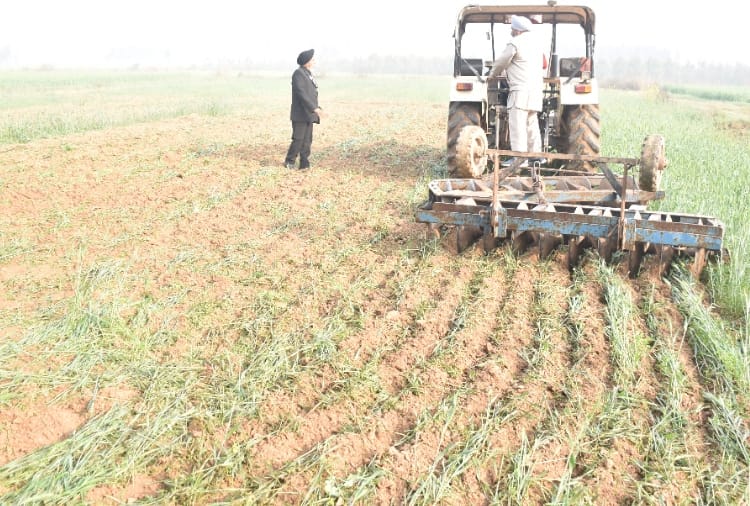 Haryana farmers destroyed their crop to oppose farm laws