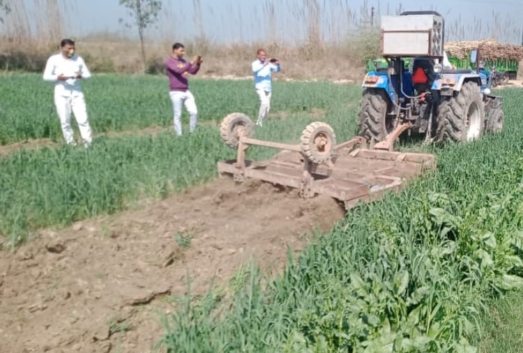 Haryana farmers destroyed their crop to oppose farm laws