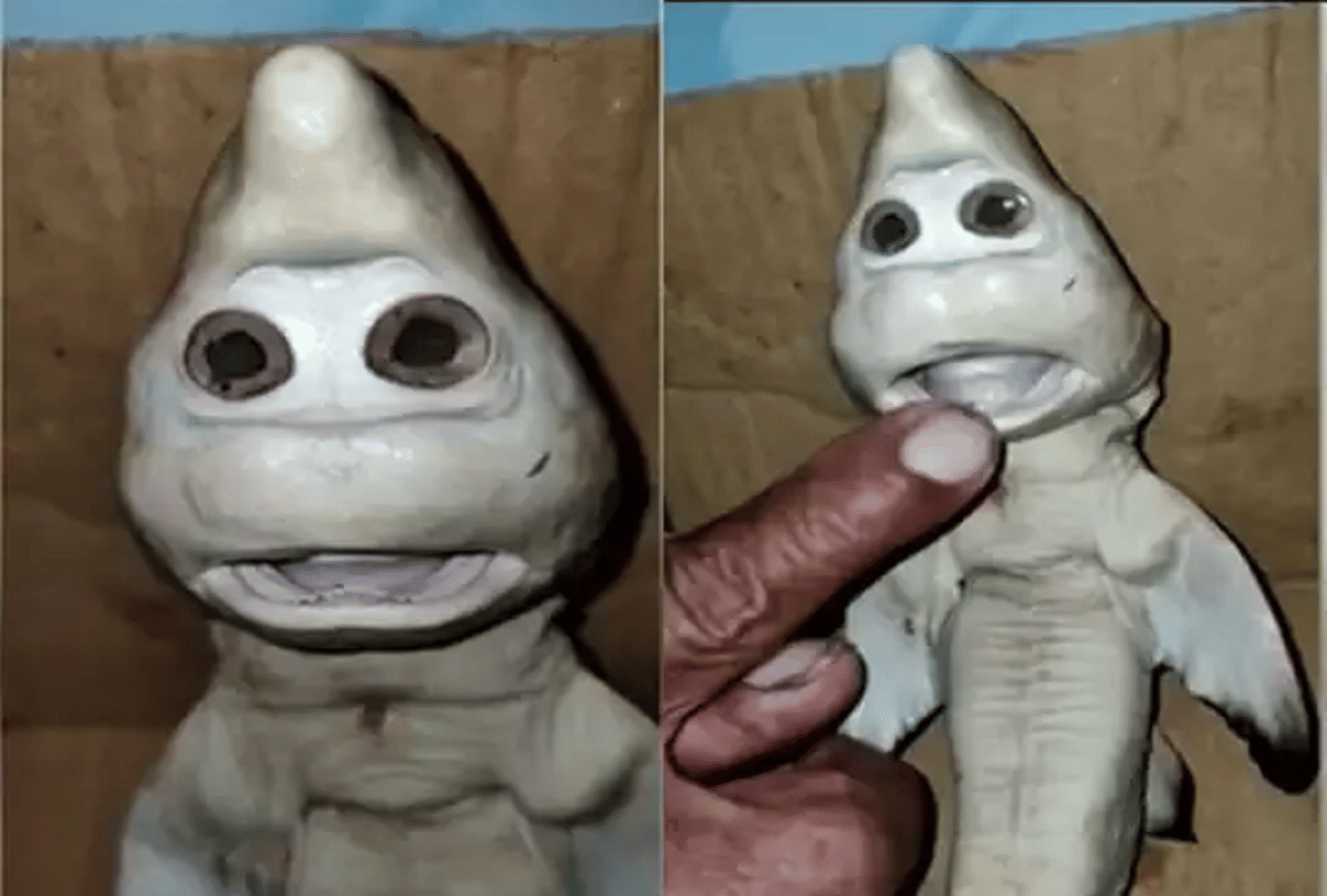 indonesia shark with human face caught in fishermans net