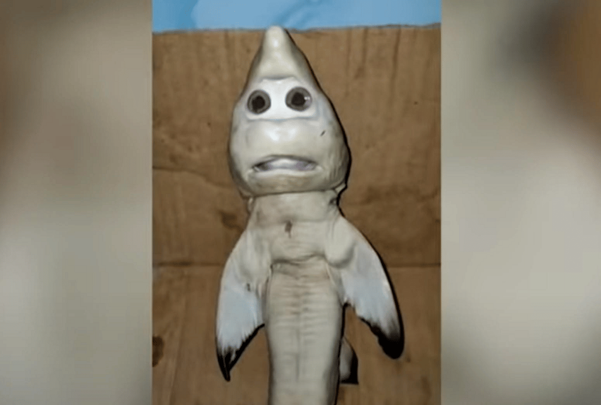 indonesia shark with human face caught in fishermans net