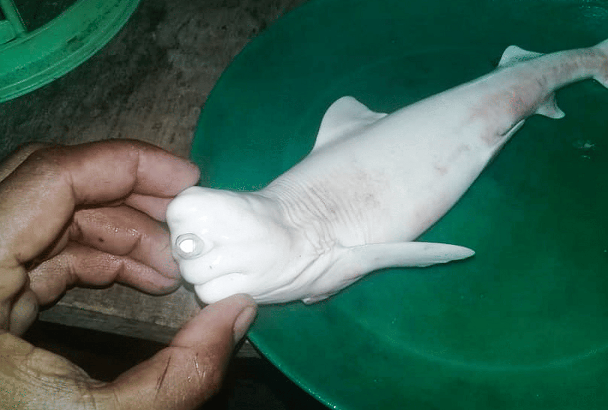 indonesia shark with human face caught in fishermans net