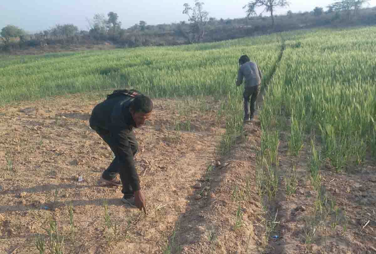 Unnao: There was a stir after skeleton was found in a field in Bangarmau