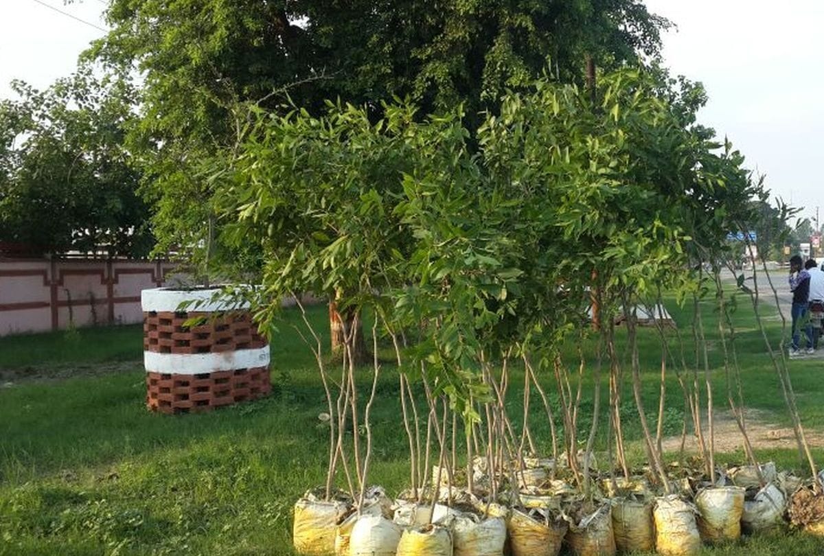 Indian Army carried out plantation campaign in Trna and Bujla areas