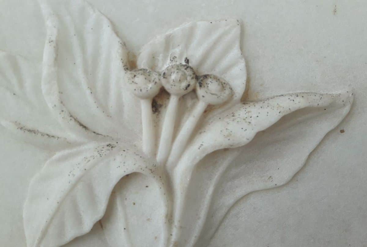 Goldy Chironomus Worm Attack On World Heritage Taj Mahal continuously