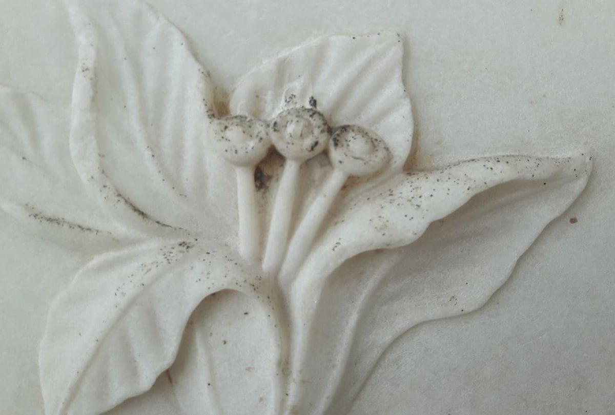 Goldy Chironomus Worm Attack On World Heritage Taj Mahal continuously