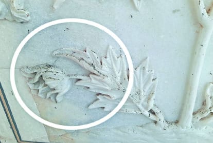 Taj Mahal Marbles Turns Green And Black Due To Insects Attack