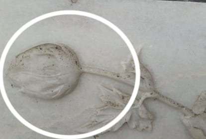 Taj Mahal Marbles Turns Green And Black Due To Insects Attack