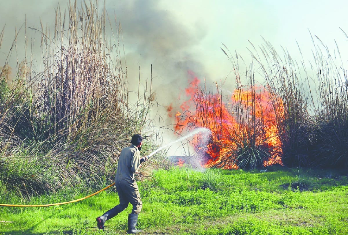 Delhi News : Fire in the forest of Yamuna catchment 