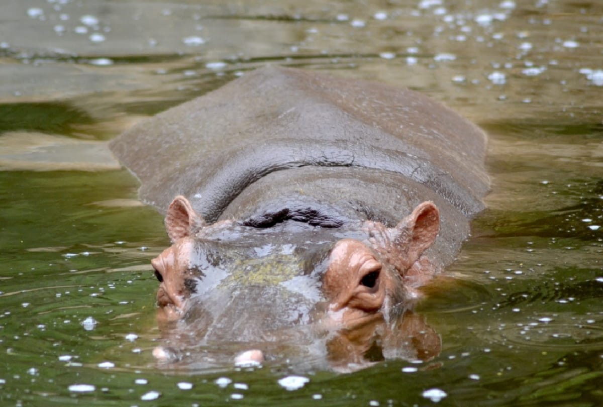 river horse will be coming soon in Gorakhpur Zoo from Kanpur zoological park