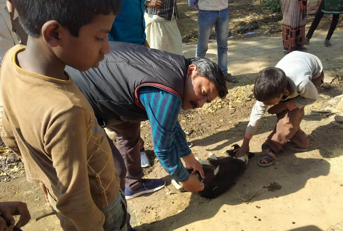 मृत कुत्ते के शव की जांच करते पशुचिकित्सक डॉ. सर्वेन्द्र सचान