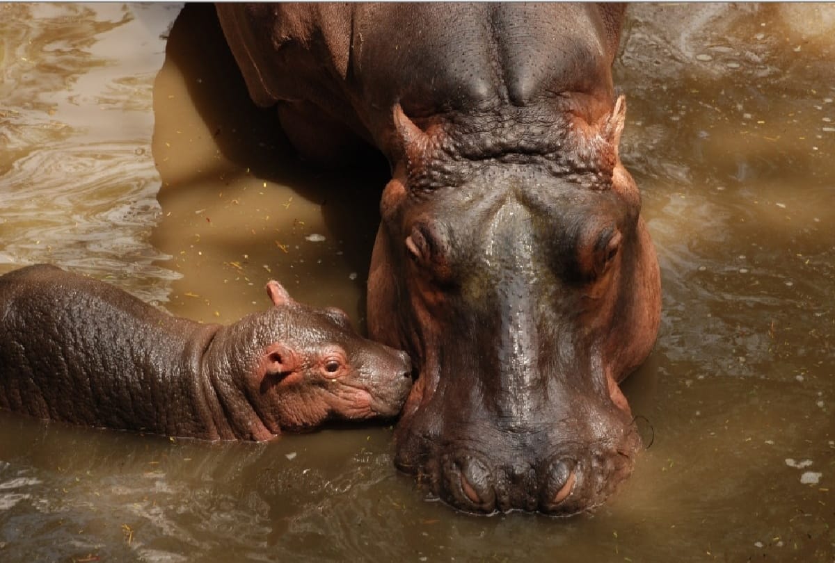 river horse will be coming soon in Gorakhpur Zoo from Kanpur zoological park