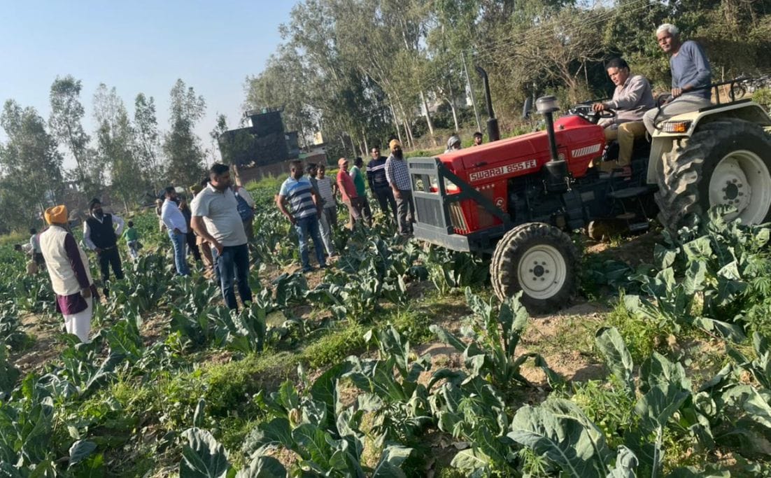 Farmer destroyes his crop.